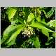 ardisia elliptica.jpg